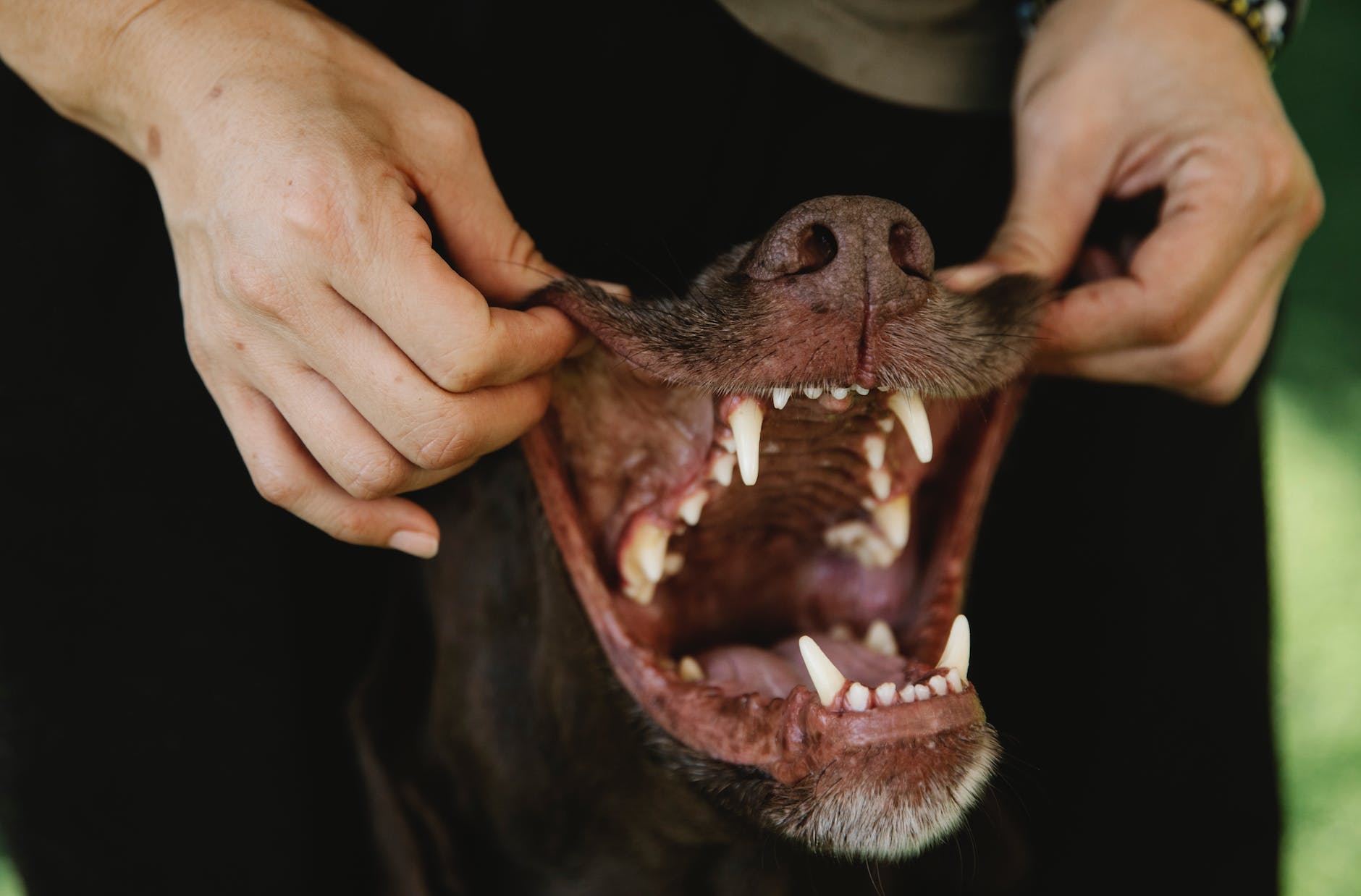 A Short Guide to Caring for Your Dog’s Teeth