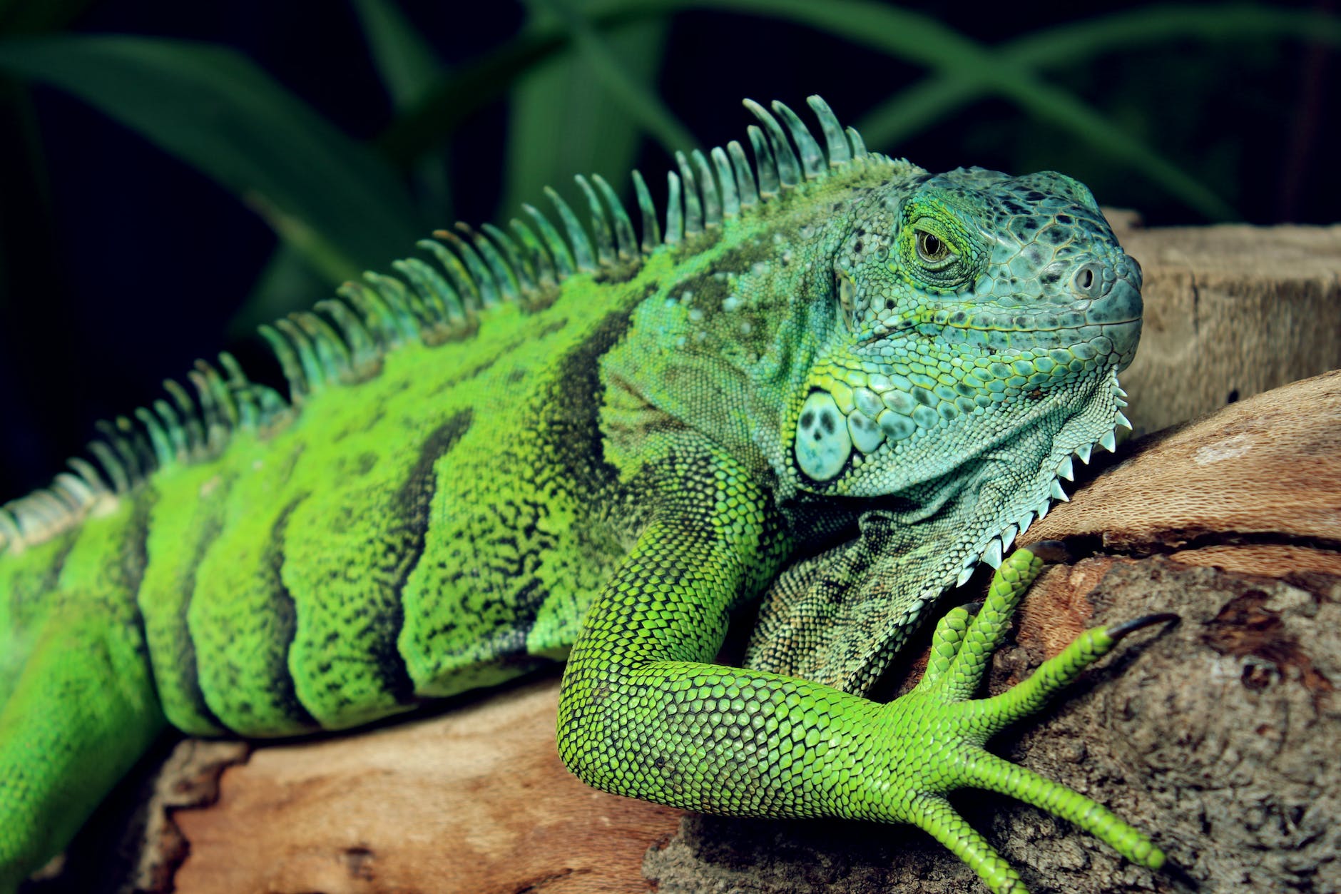 Pet Guide: Best Exotic Pets for Children